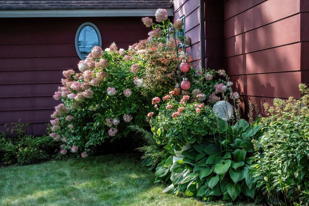 hydrangea bushes and landscaping next to house