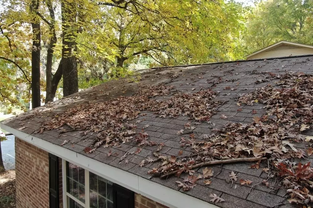 leaves and branches on roof