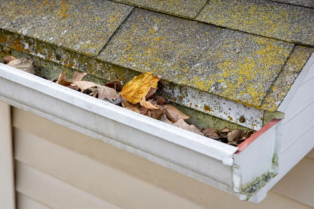 gutter filled with leaves and mildew