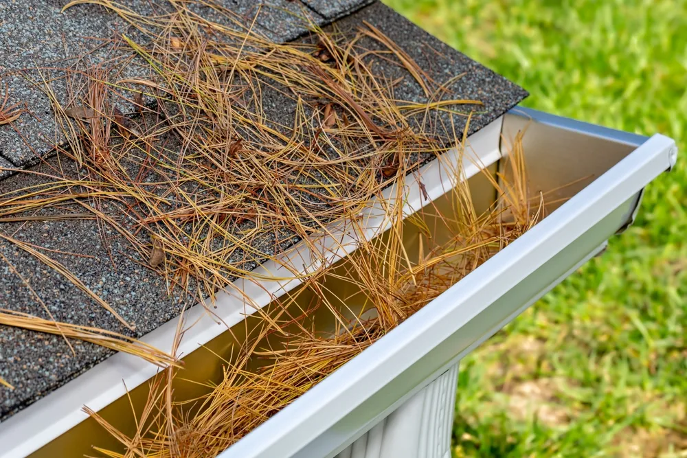 gutter clogged with pine needles
