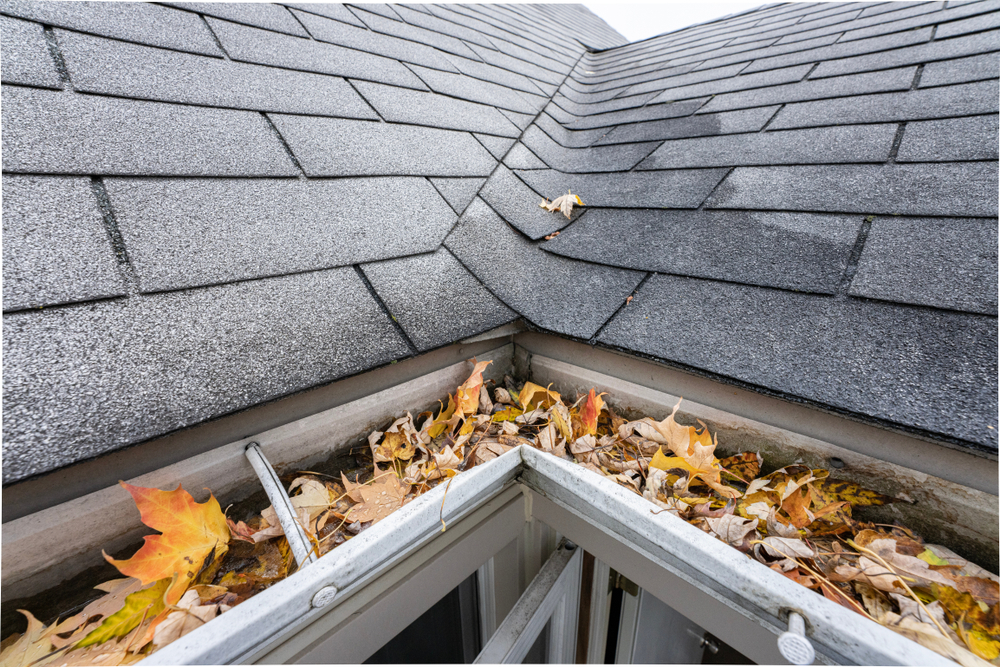 gutter full of leaves